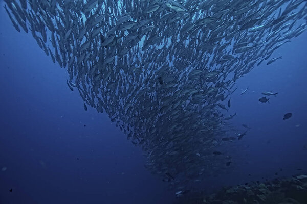 много Caranx подводной / большой стаи рыб, подводный мир, экологическая система океана
