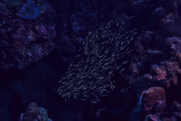 Γατόψαρο Υποβρύχιος Ωκεανός Κοραλλιογενής Ύφαλος — Φωτογραφία Αρχείου
