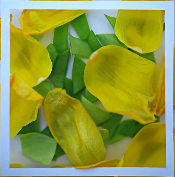 Fondo Pétalos Amarillos Fondo Abstracto Pétalos Flores Primavera Marco —  Fotos de Stock