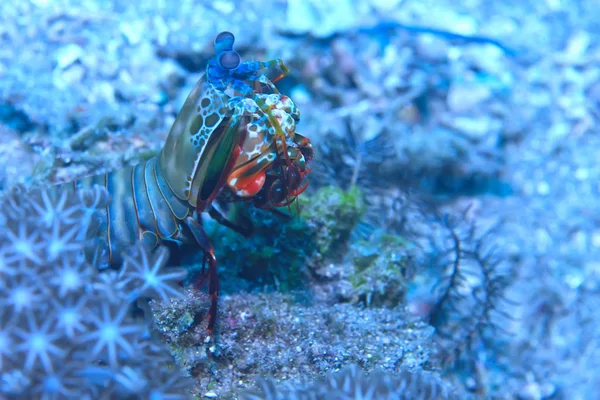 Cena Subaquática Recife Coral Mundo Oceano Paisagem Vida Selvagem — Fotografia de Stock