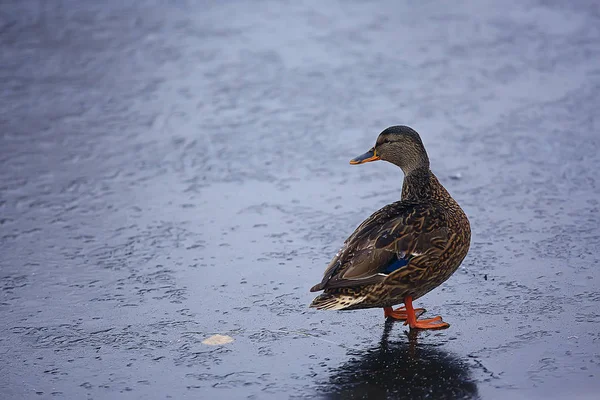 越冬鸟鸟群 冬季湖上的野鸟 季节性 迁徙的鸭子 — 图库照片