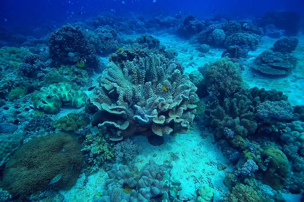 Podmořský Svět Modrá Mořská Divočina Světový Oceán Úžasný Podmořský — Stock fotografie