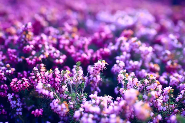 Tiernas Flores Primavera Fondo Hermosa Imagen Las Ramas Florecientes — Foto de Stock