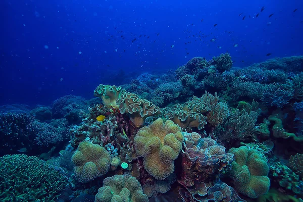 サンゴ礁水中 ラグーン 水中風景 シュノーケリング旅行 — ストック写真