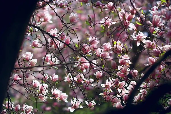 Magnolia Květ Jarní Zahrady Krásné Květiny Jarní Pozadí Růžové Květiny — Stock fotografie