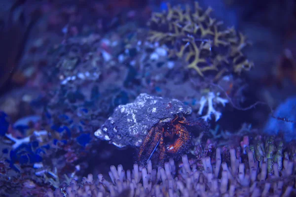 Unterwasserwelt Blaues Meer Weltozean Erstaunliche Unterwasserwelt — Stockfoto