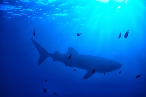 Balina Köpekbalığı Sahne Manzara Soyut Sualtı Büyük Deniz Balığı Macera — Stok fotoğraf