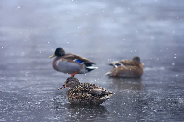Aves Invernais Rebanho Aves Lago Inverno Aves Selvagens Lago Inverno — Fotografia de Stock