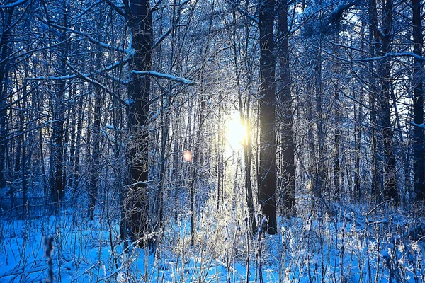 Paesaggio Invernale Nella Foresta Tempo Nevoso Gennaio Bellissimo Paesaggio Nella — Foto Stock