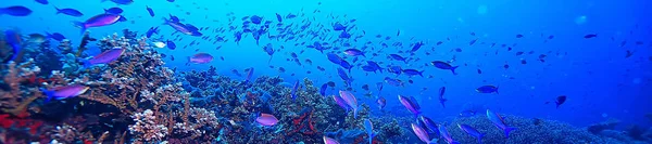 Víz Alatti Óceán Táj Víz Alatti Világ Jelenet Kék Idill — Stock Fotó