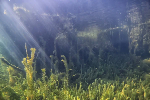 Unterwasser Grüne Landschaft Natur Unterwasser Ökologie See Wildes Tauchen — Stockfoto