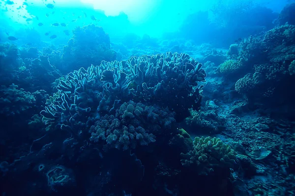 Cena Subaquática Recife Coral Mundo Oceano Paisagem Vida Selvagem — Fotografia de Stock