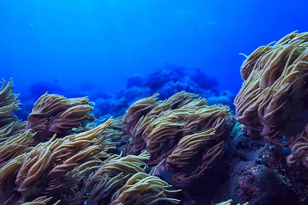 underwater world / blue sea wilderness, world ocean, amazing underwater