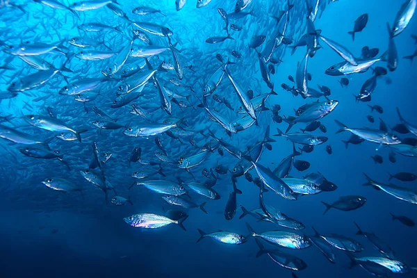 lot of small fish in the sea under water / fish colony, fishing, ocean wildlife scene