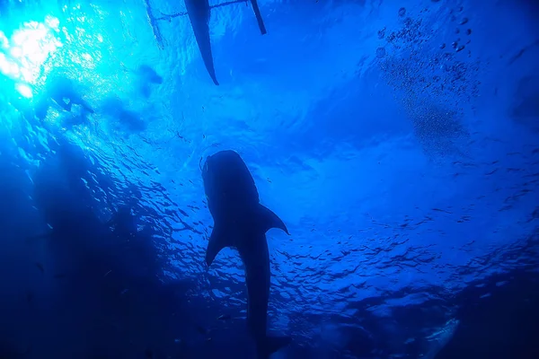 Şnorkelli Yüzme Balina Köpekbalığı Filipinler Köpekbalığı Ile Dalış Sualtı Sahnesi — Stok fotoğraf
