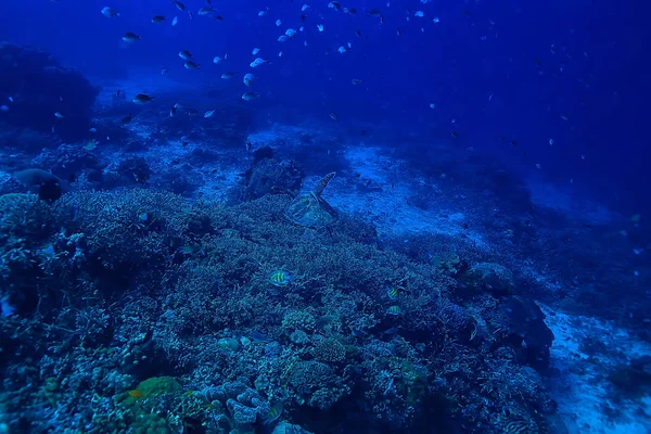Coral Reef Underwater Sea Coral Lagoon Ocean Ecosystem — Stock Photo, Image