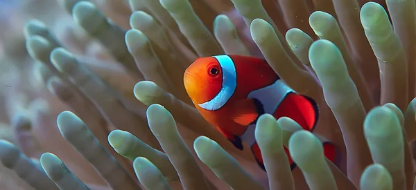 Clown Fish Coral Reef Macro Underwater Scene View Coral Fish — стоковое фото