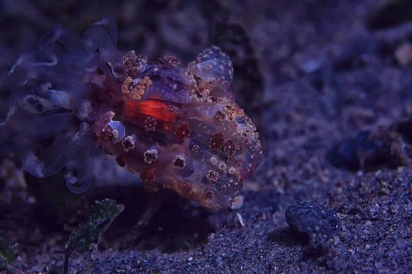 Nudibranche Molusque Photo Sous Marine Mer Macro Sous Eau — Photo