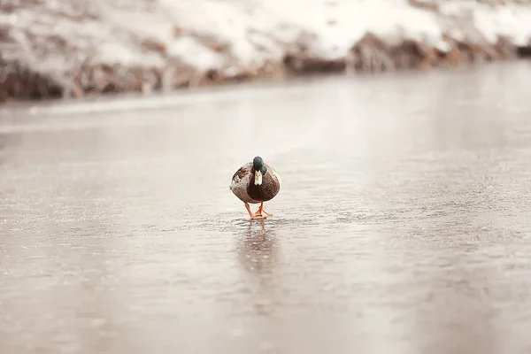 Зимние Птицы Стаи Птиц Зимнее Озеро Дикие Птицы Зимнем Озере — стоковое фото