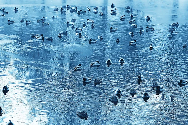 Övervintrande Fåglar Fågel Flock Vinter Sjö Vilda Fåglar Vinter Sjön — Stockfoto