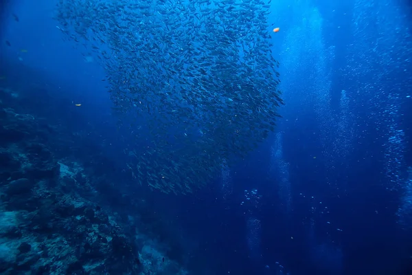 Marine Ecosystem Underwater View Blue Ocean Wild Nature Sea Abstract — Stock Photo, Image