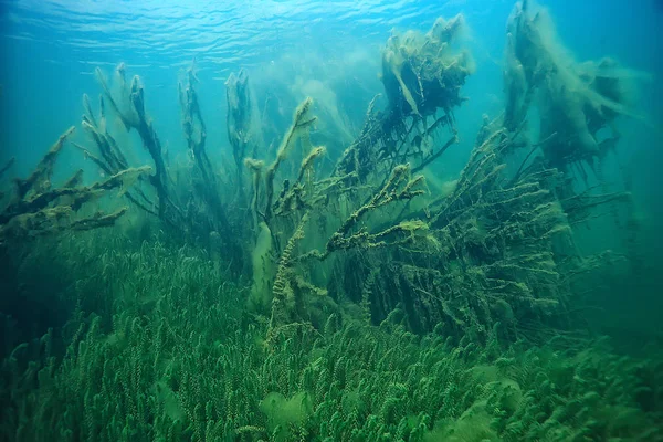 Занурені Дерева Затоплені Під Водою Озером Свіжі Джунглі Водна Екологія — стокове фото