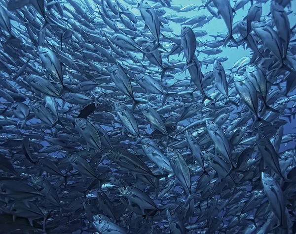 Underwater World Blue Sea Wilderness World Ocean Amazing Underwater — Stock Photo, Image