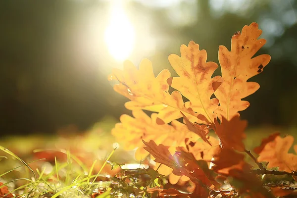 Outono Paisagem Fundo Com Folhas Amarelas Dia Outono Ensolarado Raios — Fotografia de Stock