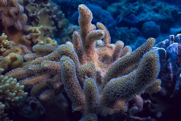 Mondo Subacqueo Blu Deserto Del Mare Oceano Del Mondo Incredibile — Foto Stock