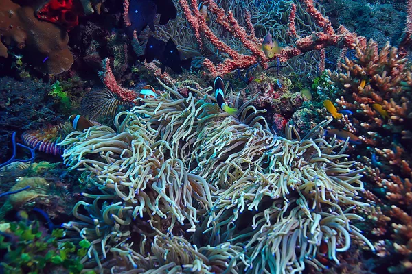 Coral Reef Makro Tekstura Abstrakcyjny Ekosystem Morski Tło Rafie Koralowej — Zdjęcie stockowe