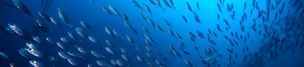 바다에서 물고기의 물고기 식민지 — 스톡 사진