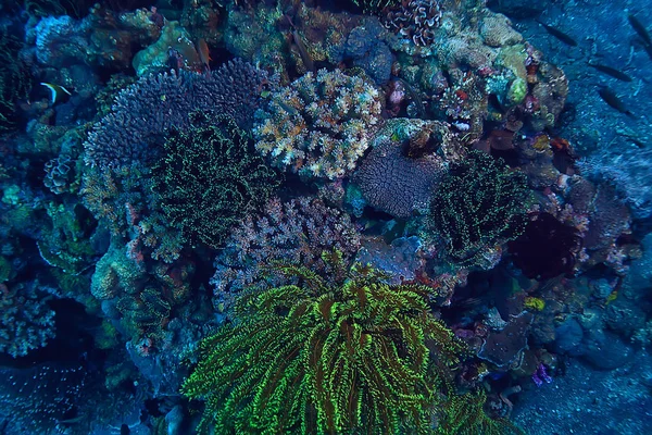 珊瑚礁水下 海洋珊瑚泻湖 海洋生态系统 — 图库照片