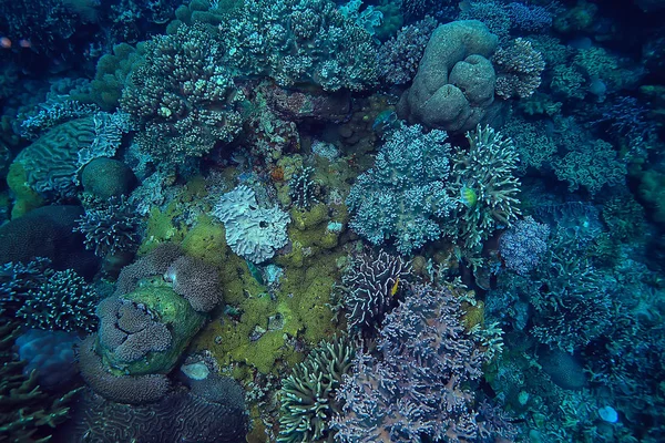 Podmořská Scéna Korálový Útes Krajina Divoká Světovém Oceánu — Stock fotografie