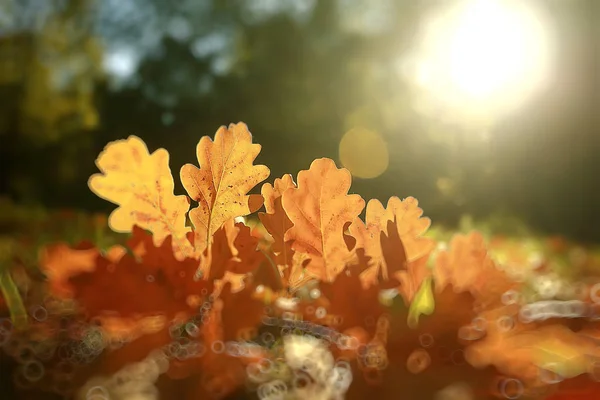黄色の秋の都市公園で晴れた日のハイライトとボケで秋の公園 美しい風景の抽象的なぼやけた背景 — ストック写真