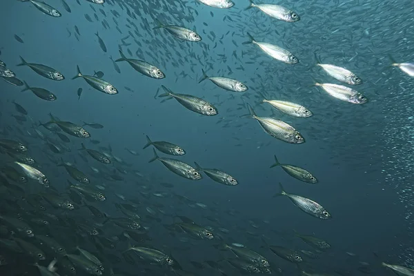 Scad Pamb Unter Wasser Meer Ökosystem Große Fischschwärme Auf Blauem — Stockfoto