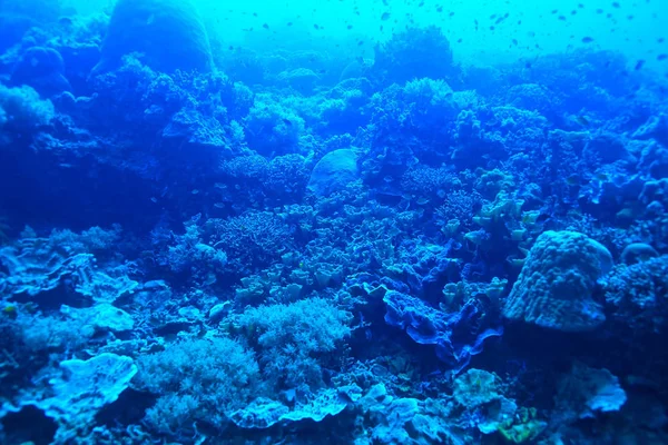 Recifes Coral Subaquático Mar Lagoa Coral Ecossistema Oceânico — Fotografia de Stock