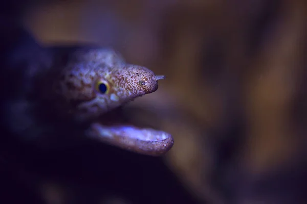 Lumea Subacvatică Albastru Mare Sălbăticie Ocean Mondial Uimitor Subacvatic — Fotografie, imagine de stoc