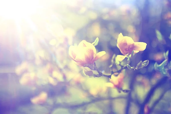 Цветок Магнолии Весенний Сад Красивые Цветы Весенний Фон Розовые Цветы — стоковое фото