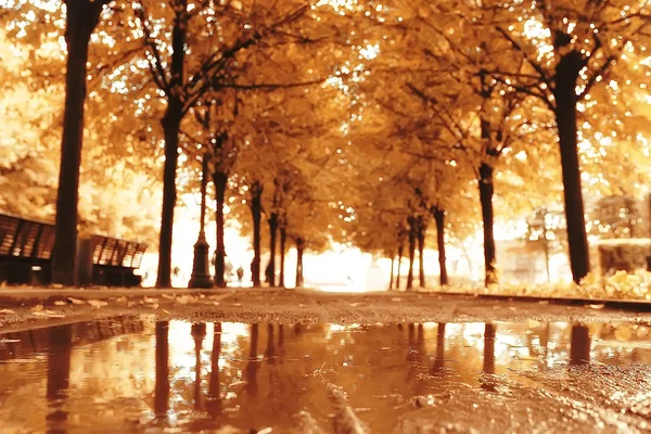 Тропа Осенний Парк Осенний Пейзаж Желтый Парк Осенние Деревья Листья — стоковое фото