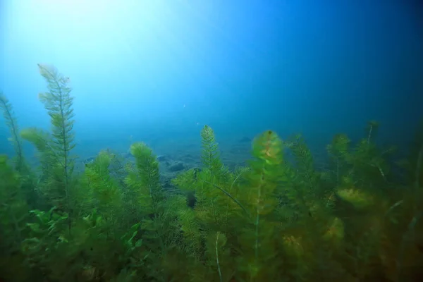 Unterwasser Grüne Landschaft Natur Unterwasser Ökologie See Wildes Tauchen — Stockfoto