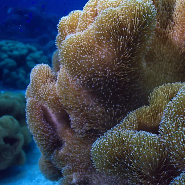 Подводная Губка Морской Жизни Коралловый Риф Подводная Сцена Абстрактный Морской — стоковое фото