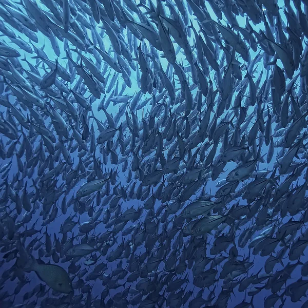 Subaquático Mundo Azul Mar Deserto Mundo Oceano Incrível Subaquático — Fotografia de Stock