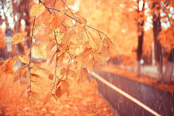 Autumn Landscape Rainy Day City Park Yellow Trees Rain — Stock Photo, Image