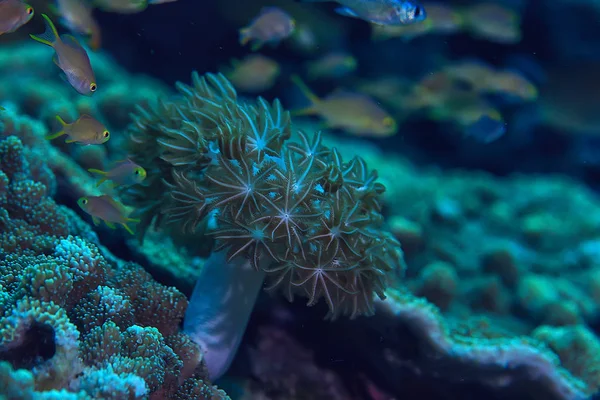 Sottomarino Oceano Paesaggio Mondo Sottomarino Scena Blu Idillio Natura — Foto Stock