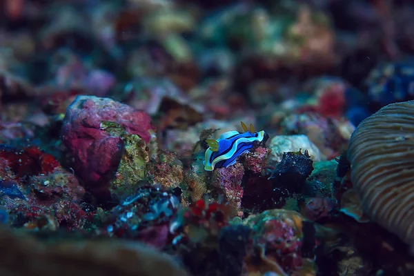 Mondo Subacqueo Blu Deserto Del Mare Oceano Del Mondo Incredibile — Foto Stock
