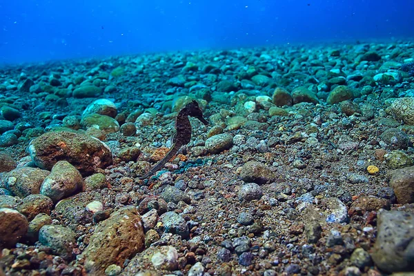 Unterwasserszene Korallenriff Welt Ozean Tierwelt — Stockfoto