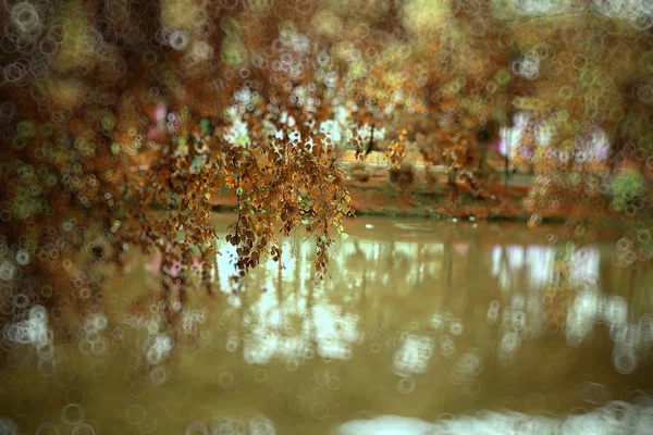 Abstract Blurred Background Autumn Park Beautiful Landscape Highlights Bokeh Sunny — Stock Photo, Image