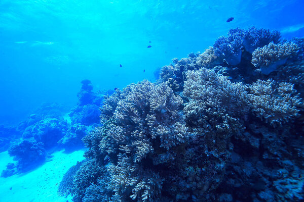 under water ocean / landscape underwater world, scene blue idyll nature