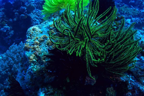 Coral Reef Podwodne Laguny Koralowców Krajobraz Podwodny Nurkowanie Rurką — Zdjęcie stockowe