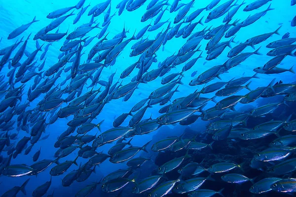 Scad Jamb Sotto Ecosistema Acqua Mare Grande Scuola Pesci Sfondo — Foto Stock